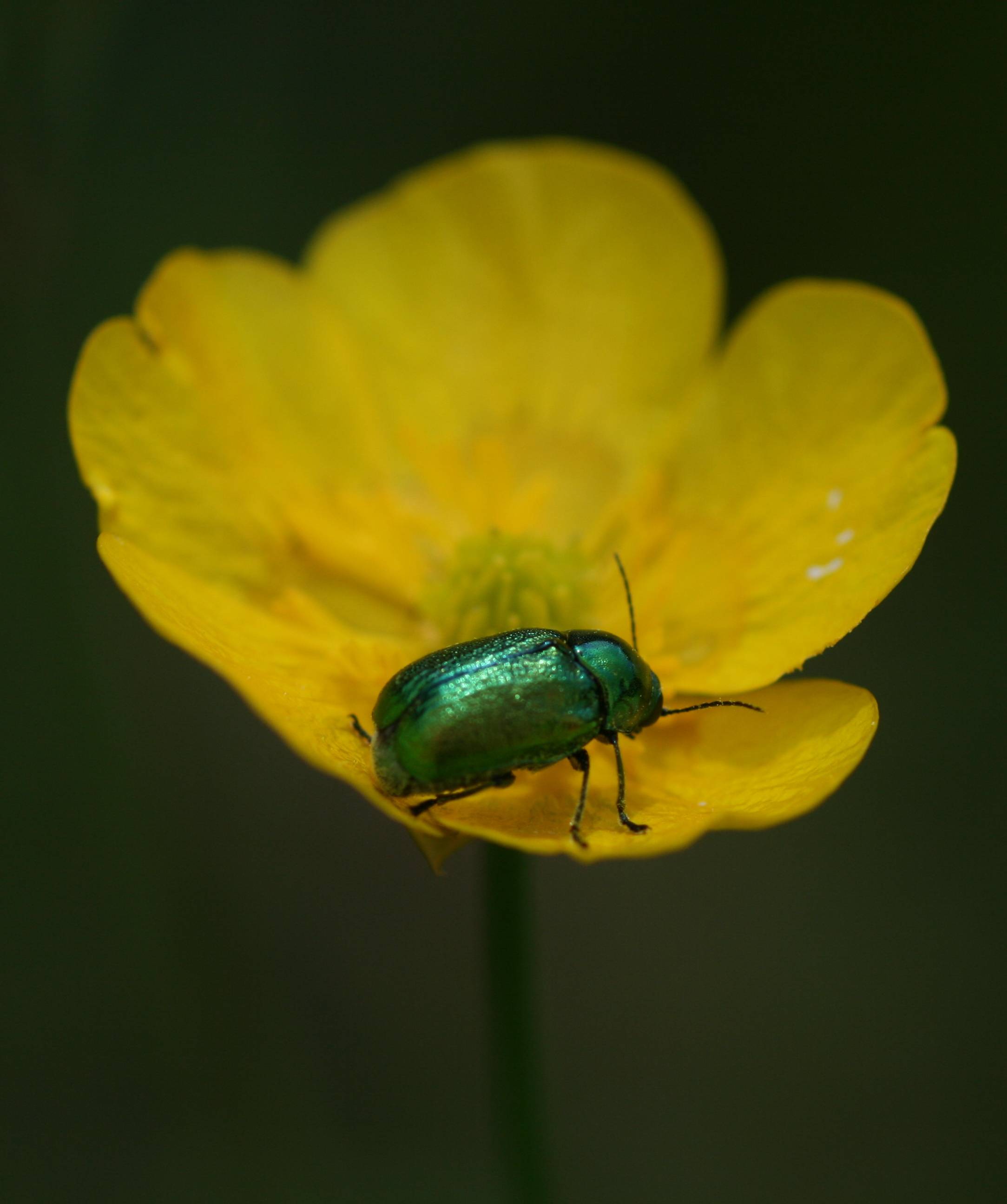 Identificazioni